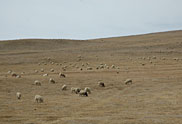 4月底那曲的羌塘草原還沒有一絲綠意，牛羊一年大部分的時間都要啃食枯黃的草。