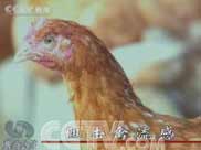 [焦點訪談]阻擊禽流感