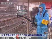 遼寧錦州市北寧市發生高致病性禽流感疫情