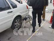在天安門廣場上警犬在檢查我們的車輛