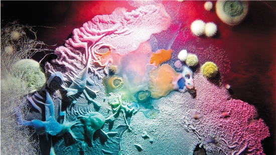 俄羅斯攝影師鏡頭下的黴菌看起來就像外星球色彩斑斕的風景